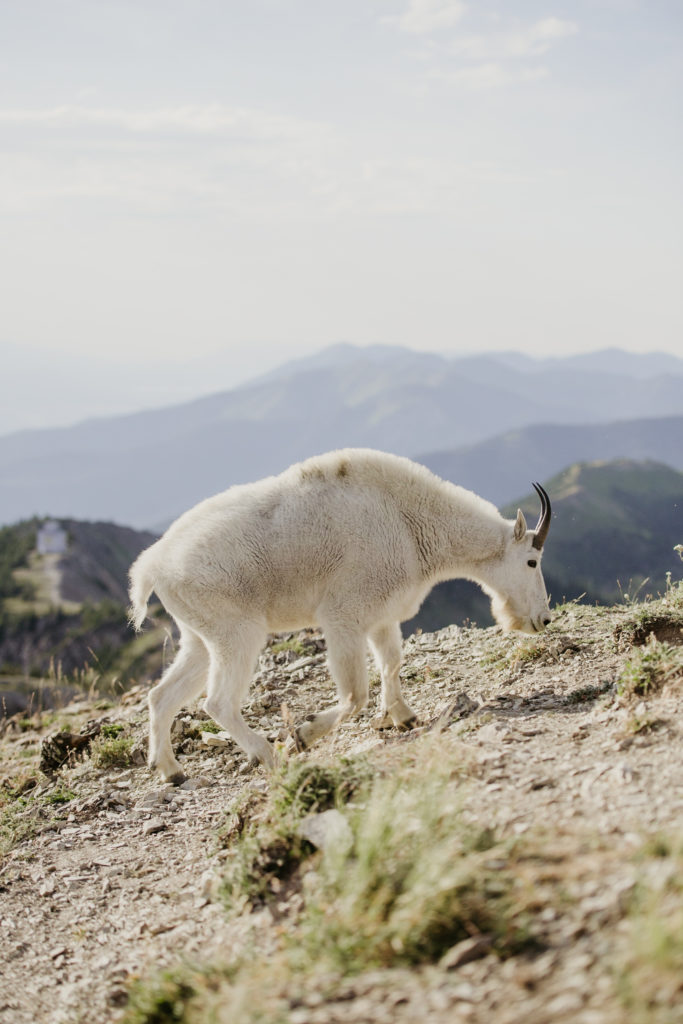 mountain elopement location mountain goat