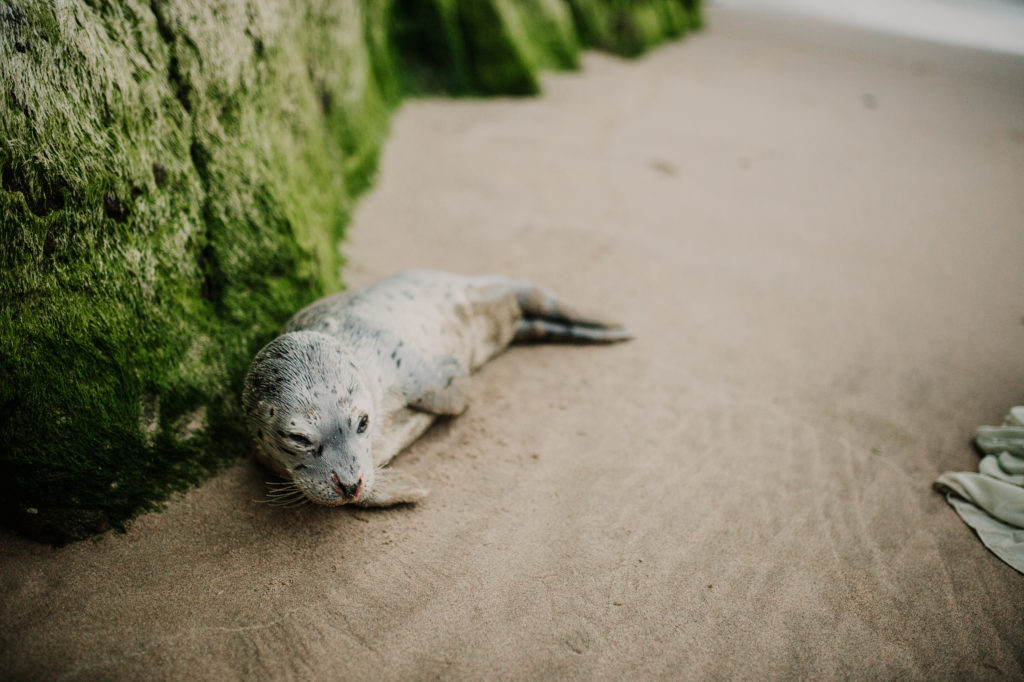 cannon beach elopement with baby seal