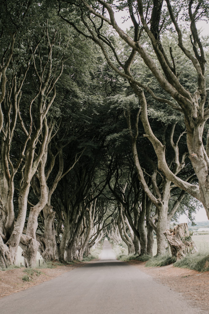 where to elope in Ireland the dark hedges game of thrones