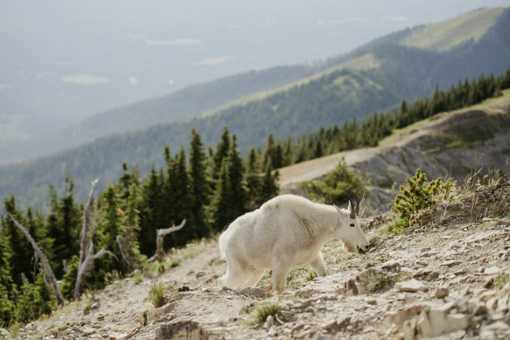 Best US Mountain elopement locations, Mount Denali alaska, mountain goats