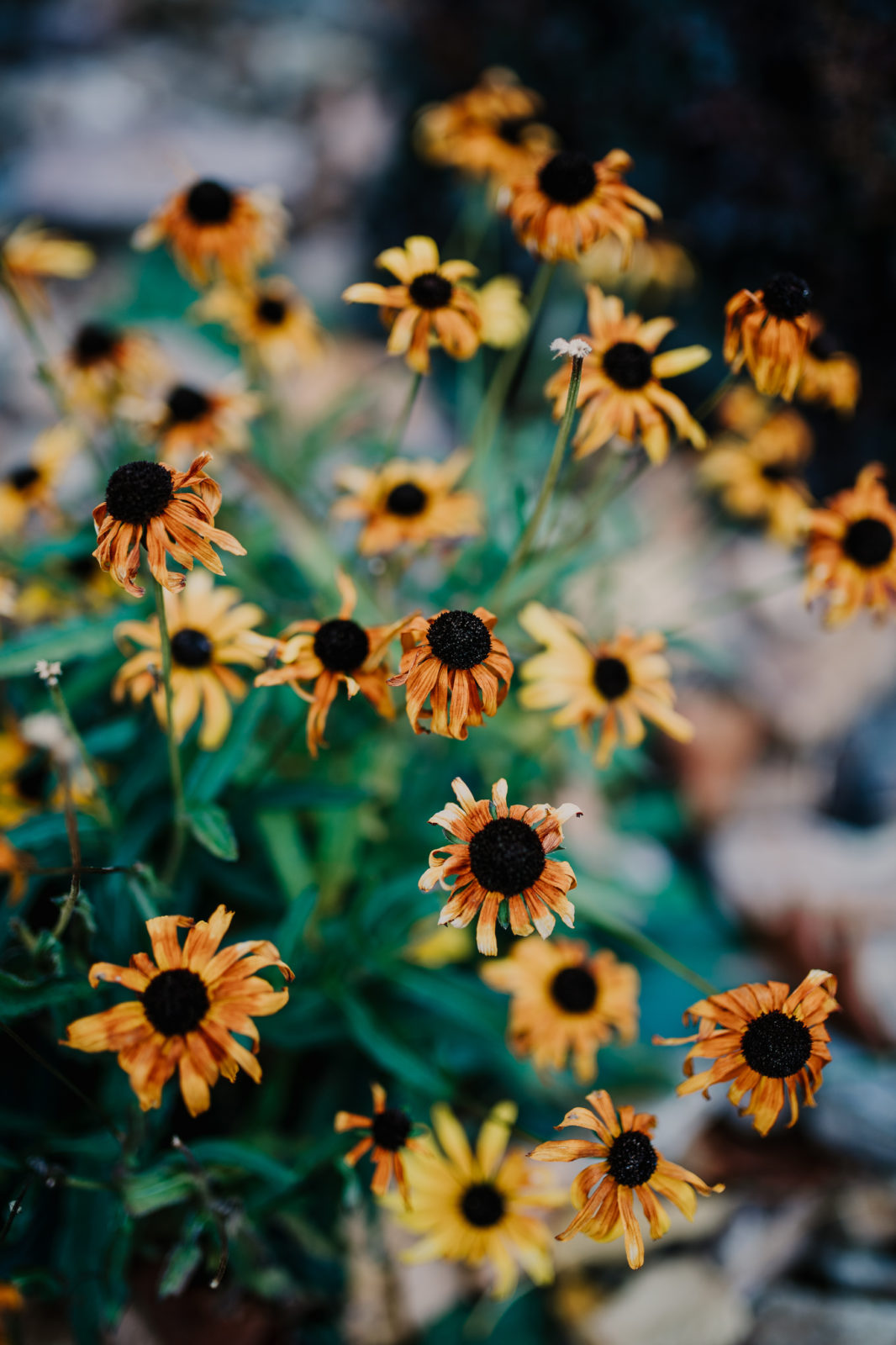 Glacier National Park Hiking Elopement - honeybeeweddingsmt.com