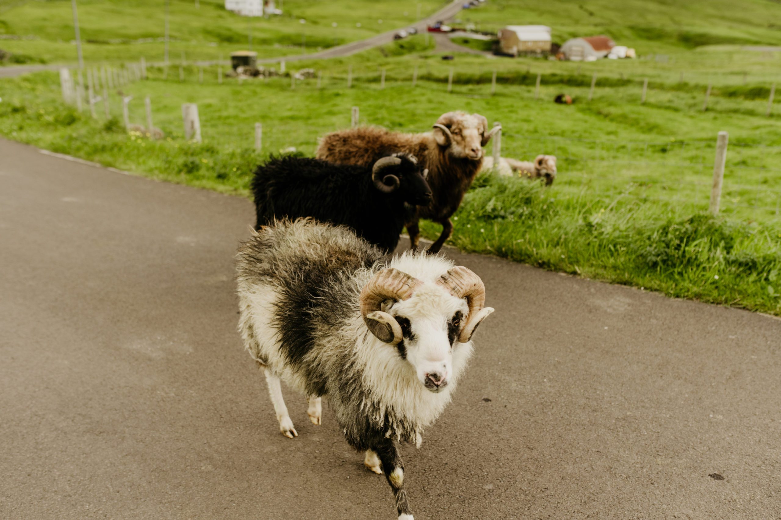 how to elope in Faroe islands. 