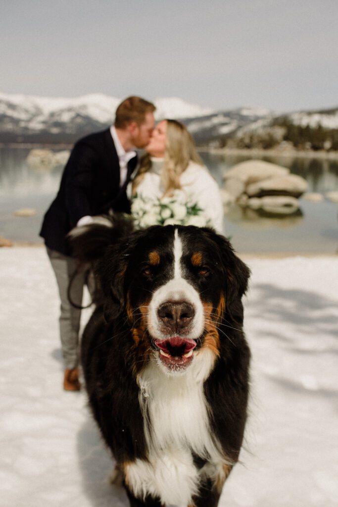 Our top 6 tips on how to plan dog friendly elopement! We are here to give you the goods you can’t miss out on including our checklist. Dog elopement at Lake Tahoe. Lake Tahoe dog friendly elopement.