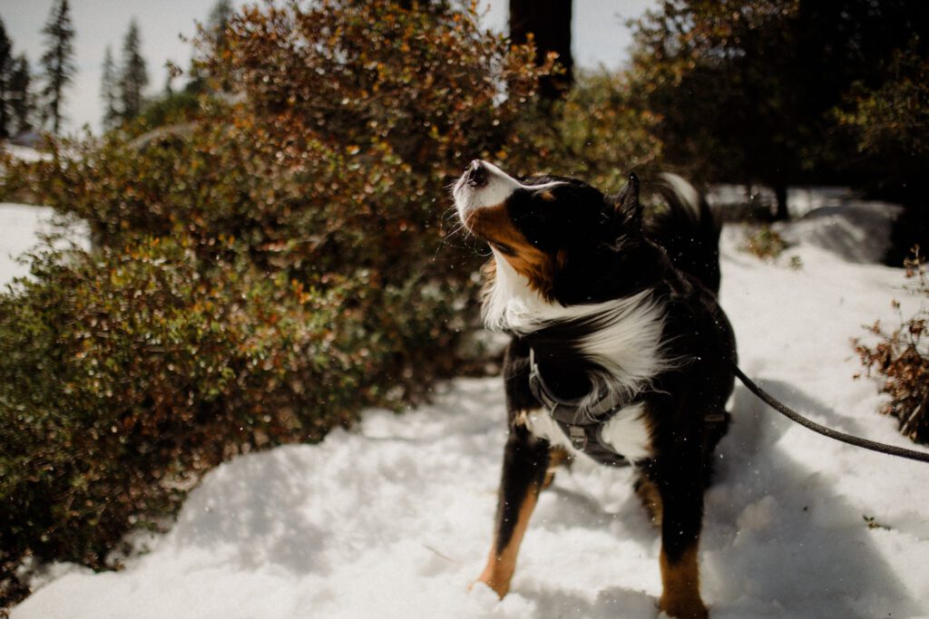 Bernese mountain dog in the snow