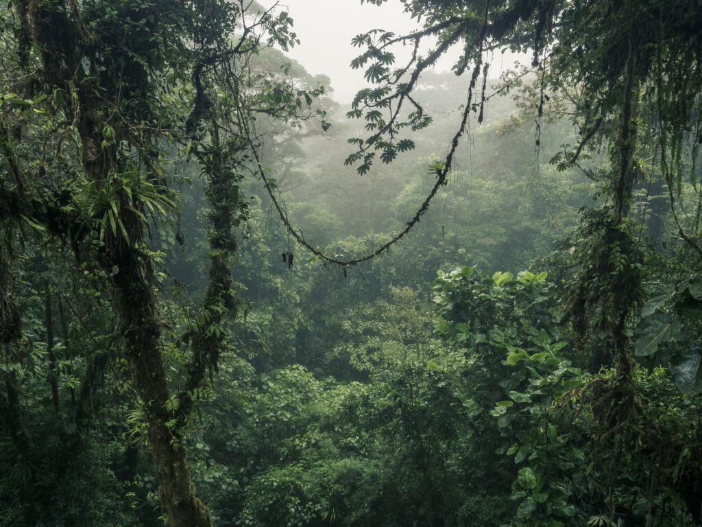 Check out the cloud jungle when you rlope in Costa Rica.