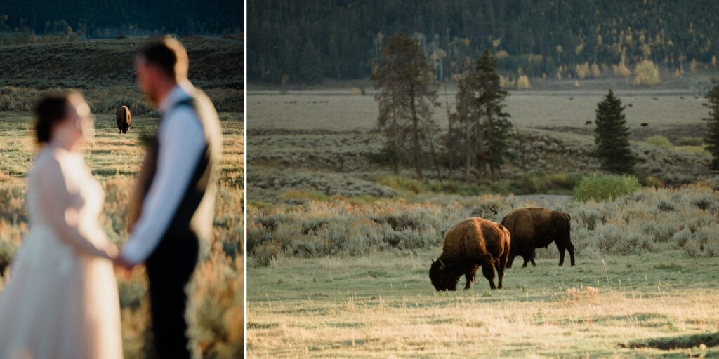 A stunning Yellowstone National Park elopement with intimate moments, breathtaking views and of course the perfect wedding guests- BUFFALO!

Gorgeous wedding photos at sunset in Yellowstone National Park.