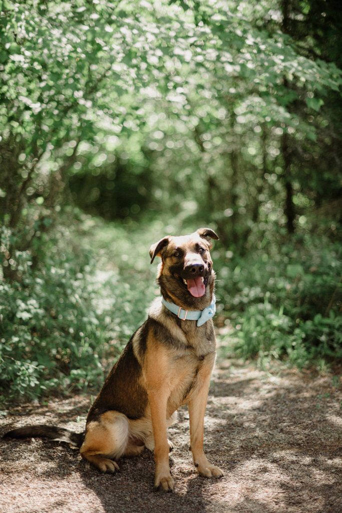 Dog friendly elopement in Glacier National Park.
