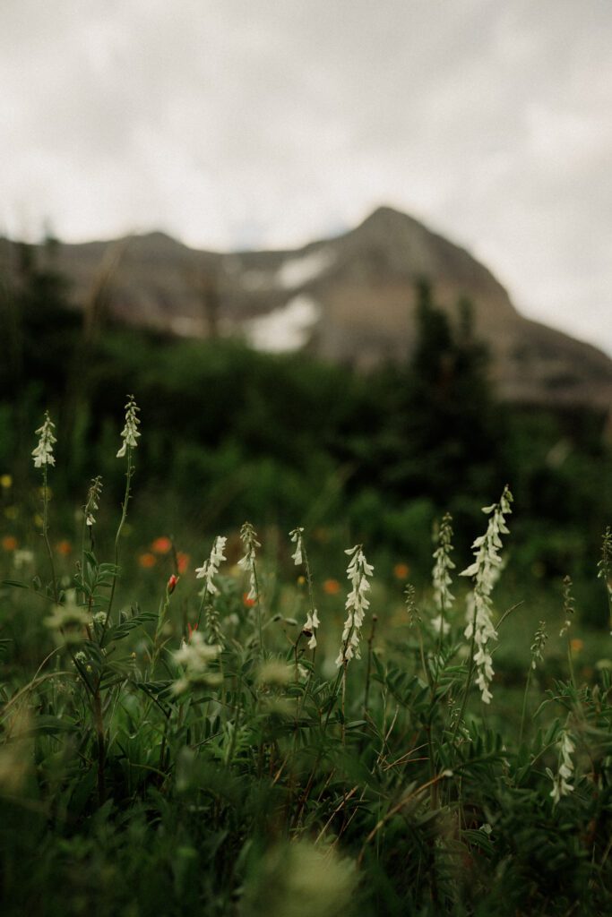 Have a Sun Point micro wedding to get the best of Glacier National Park for your ceremony and celebration!