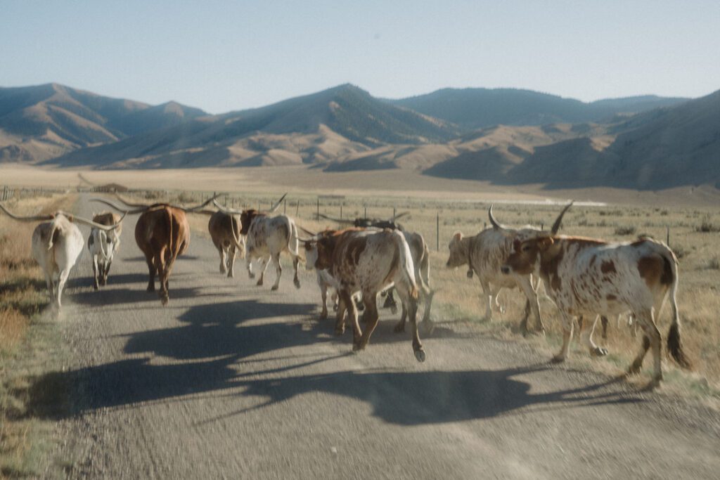 Dreaming of Montana Ranch Weddings? Get the sass, the step-by-step on Montana marriage laws, and all the best Big Sky and wedding venues for your wild, western “I do.”