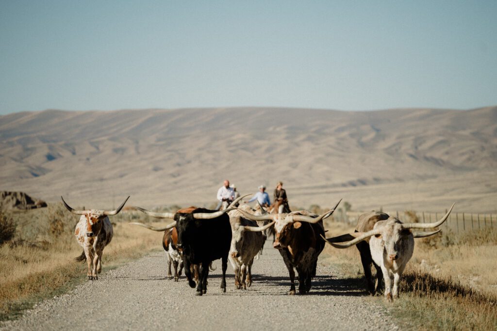 Dreaming of Montana Ranch Weddings? Get the sass, the step-by-step on Montana marriage laws, and all the best Big Sky and wedding venues for your wild, western “I do.”