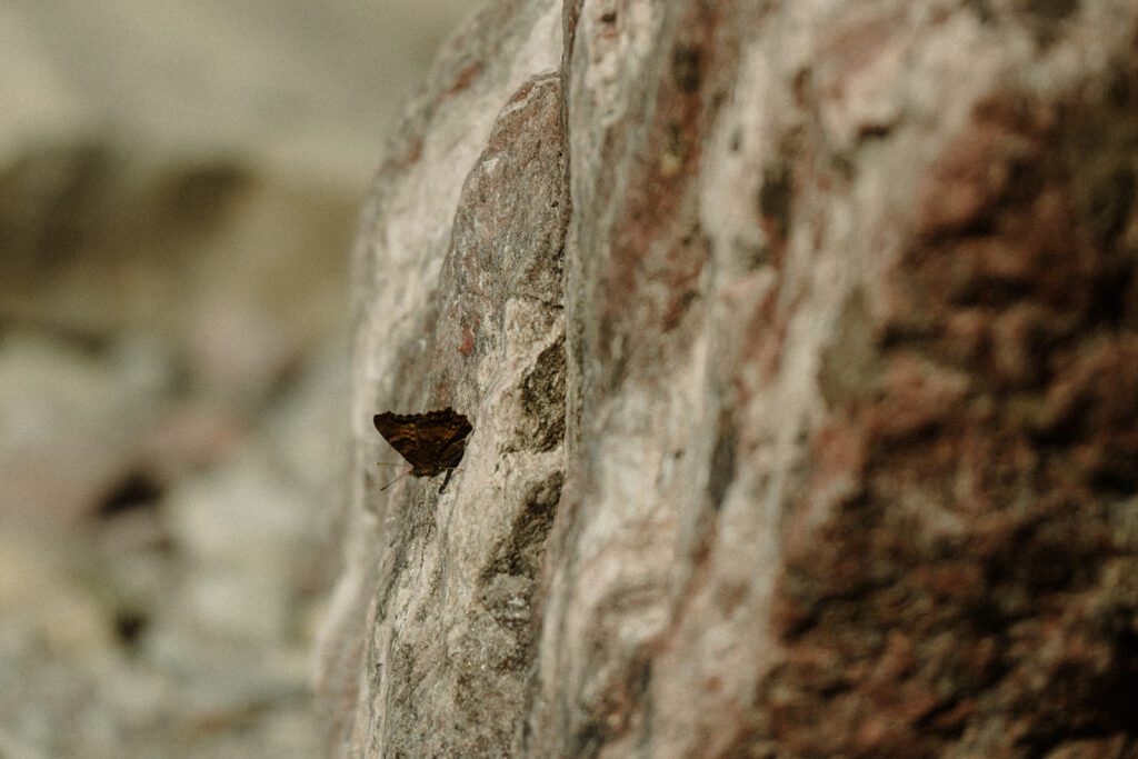 Butterfly up close on a rock in Glacier National Park Montana