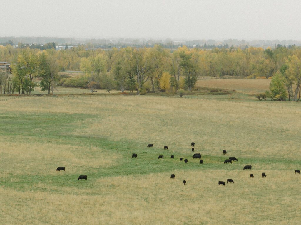 Bozeman wedding with dogs complete with bow ties, sunset photos, and dreamy rain portraits. Plus tips for including your dog in your wedding day.