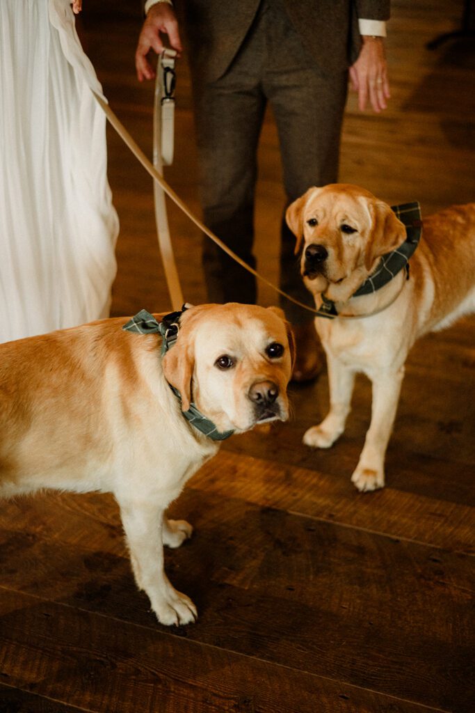 Bozeman wedding with dogs complete with bow ties, sunset photos, and dreamy rain portraits. Plus tips for including your dog in your wedding day.