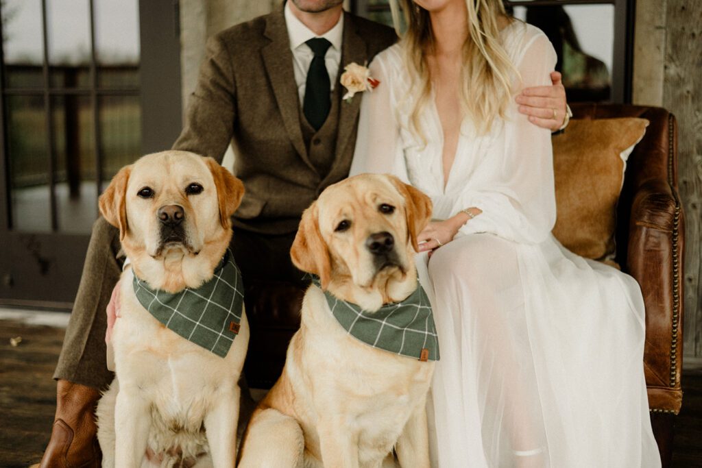 Bozeman wedding with dogs complete with bow ties, sunset photos, and dreamy rain portraits. Plus tips for including your dog in your wedding day.