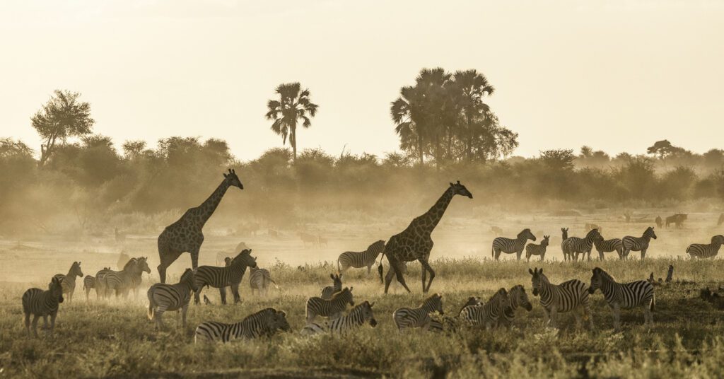 An African Wedding Safari with top safari locations, packing list, and an elopement timeline to make your planning easy.