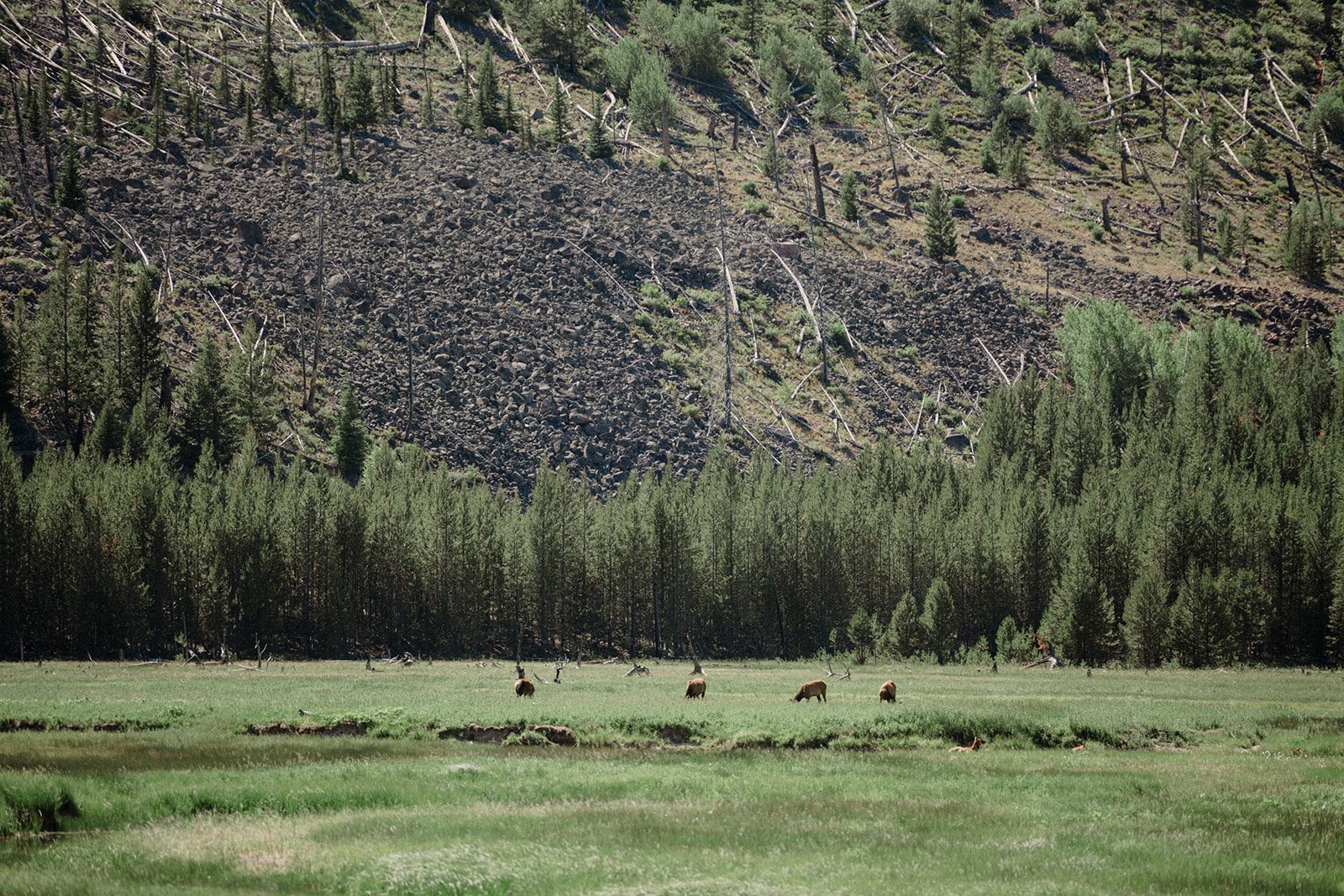 how to propose in Yellowstone National Park