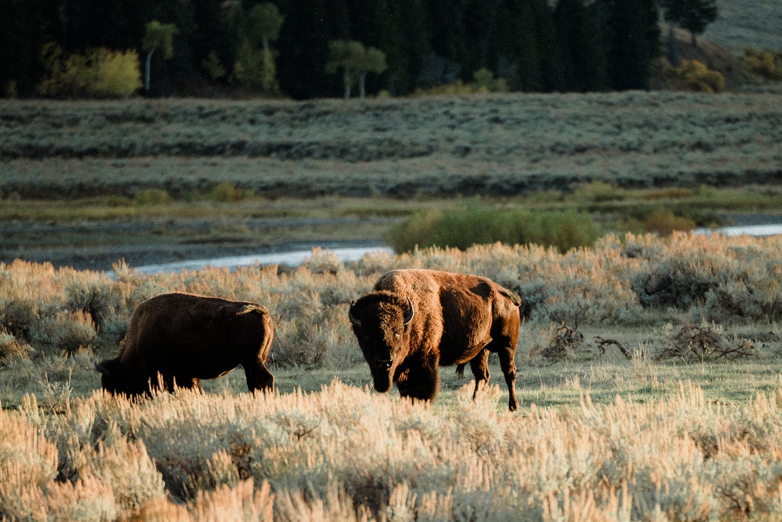 how to propose in Yellowstone National Park